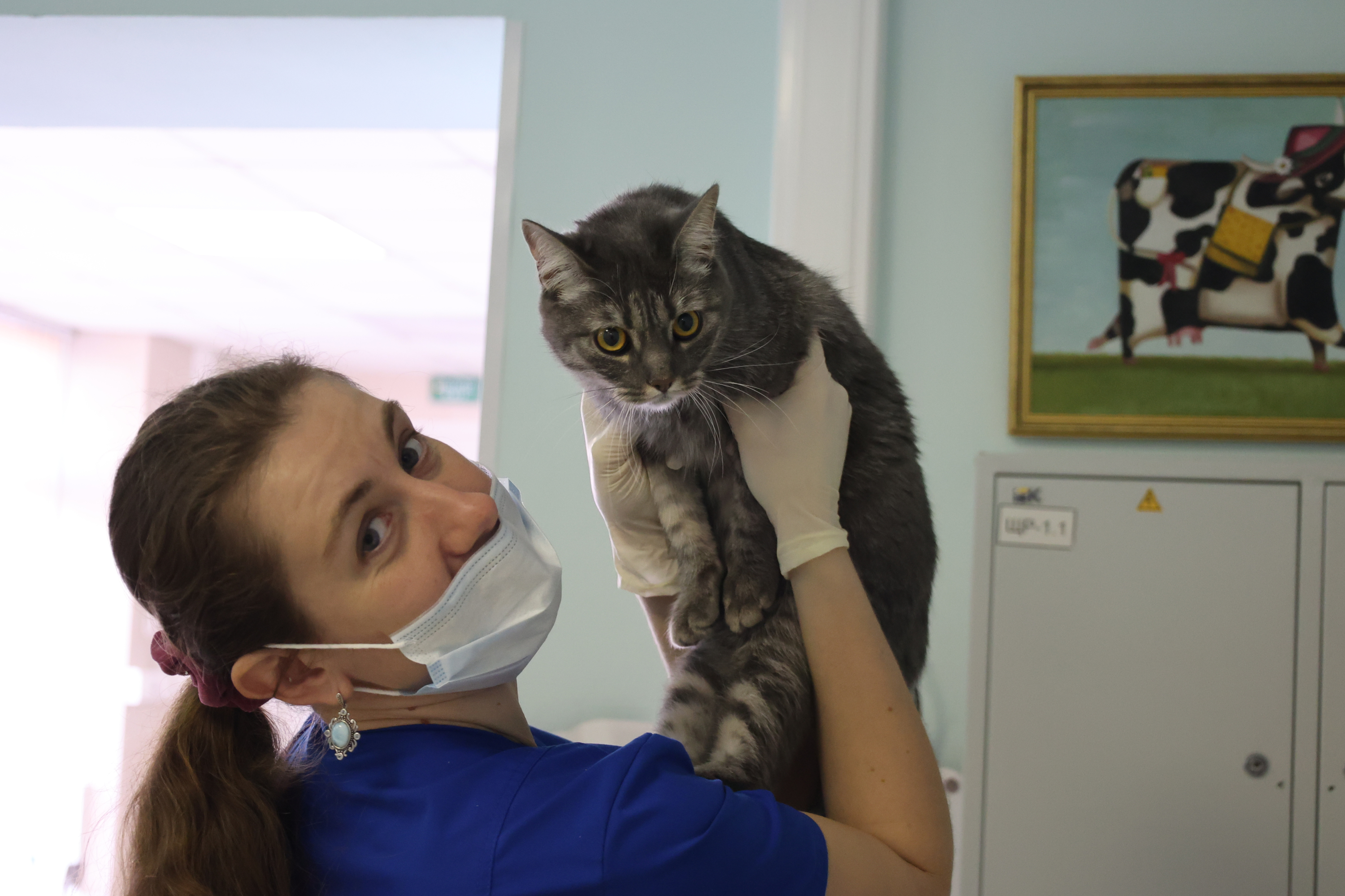Вакцинацию животных проведут в поселении Михайлово-Ярцевское