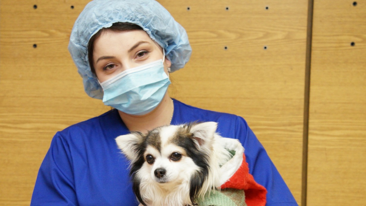 Вакцинация домашних животных пройдет в поселении Михайлово-Ярцевское