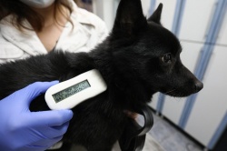 Вакцинация домашних животных пройдет в поселении Михайлово-Ярцевское