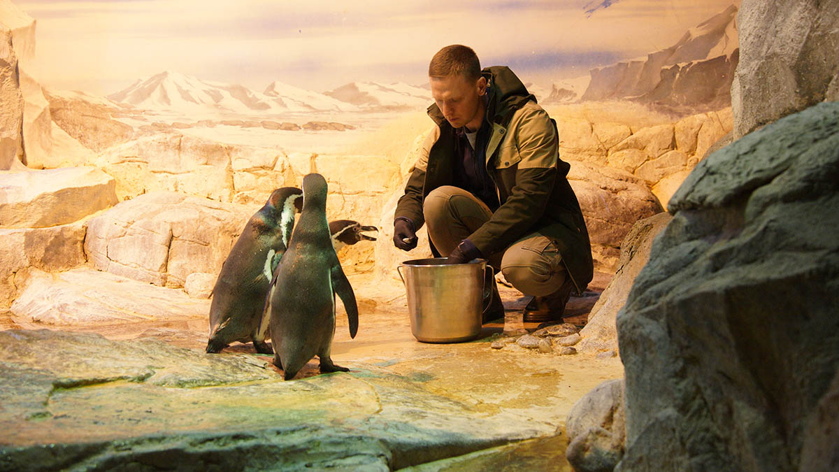 Интересные факты о пингвинах рассказали представители РГО «Плесково»