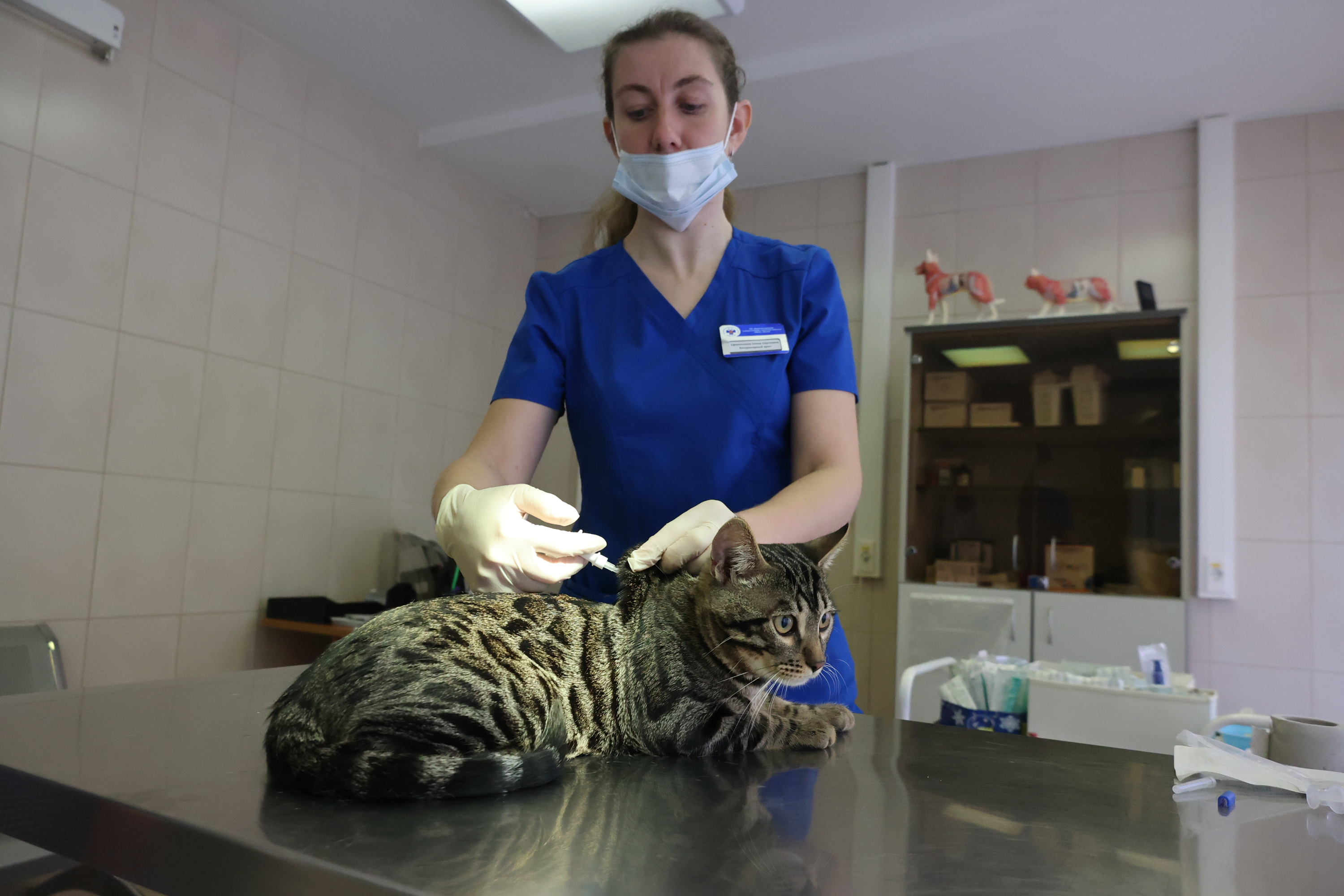Забота о здоровье: вакцинация животных против бешенства пройдет в поселении Михайлово-Ярцевское   