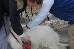 Ветеринарная служба ТиНАО позаботилась о здоровье домашних животных поселения Михайлово-Ярцевское