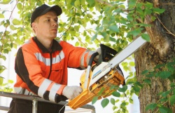 Специалисты Москвы провели санитарную обрезку 23 000 деревьев с начала 2019 года